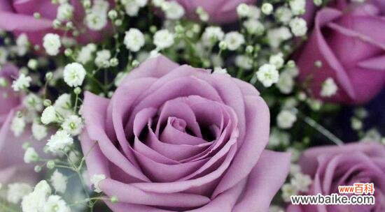 解读紫玫瑰的象征意义及文化背景 紫玫瑰