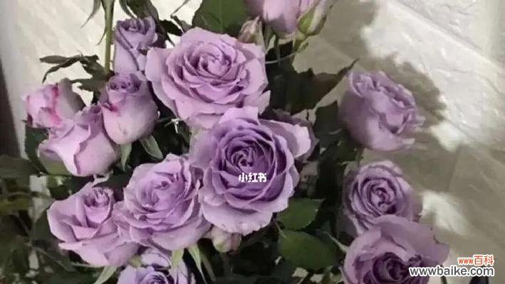 探寻紫玫瑰的花语与传说,揭开这朵神秘花朵的魅力与奥秘 紫玫瑰的花语及传说