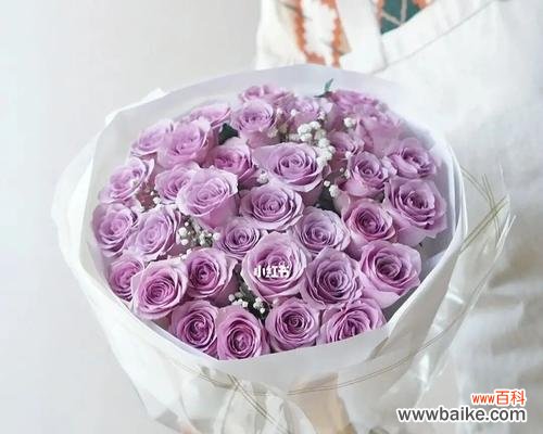 探寻紫玫瑰的花语与传说,揭开这朵神秘花朵的魅力与奥秘 紫玫瑰的花语及传说