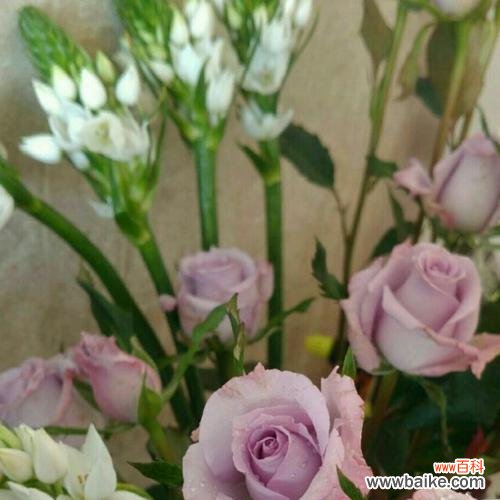 探究紫玫瑰的深刻内涵,解读其传递的情感与象征 紫玫瑰的花语与寓意