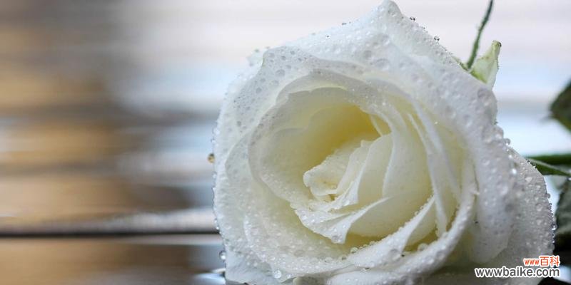 揭开紫玫瑰花背后的神秘面纱 紫玫瑰花语的深刻意义