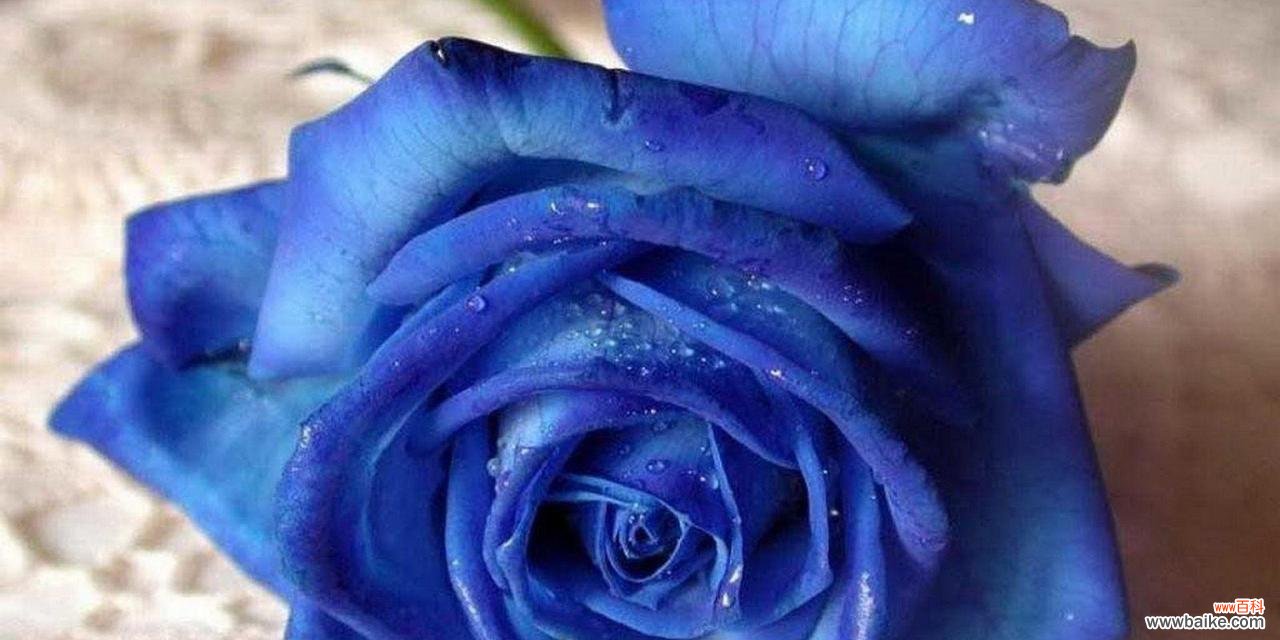 揭开紫玫瑰花背后的神秘面纱 紫玫瑰花语的深刻意义