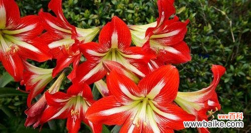 唤醒心灵深处的浪漫 朱顶红花语之美