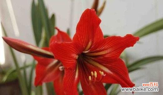 探索古代文化中的吉祥象征 以朱顶红风水寓意是什么