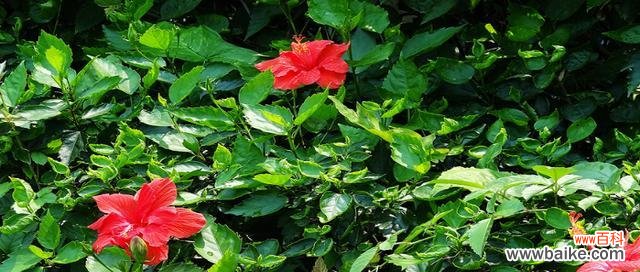 用花开放的语言 朱槿花花语——春天的绚丽之美