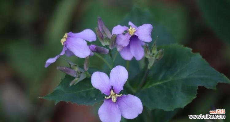 透过菜花语 以诸葛菜花语为主题的文章