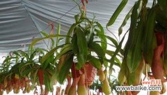 探寻猪笼草花的奥秘 猪笼草花语的意义