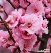 春日竹林 以竹夹桃花的花语之美