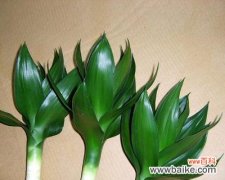 探索竹子的韧性 竹子的品质和精神象征