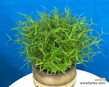 以竹子的特点和象征意义为主题 竹子