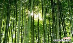 揭示竹子的文化内涵和象征作用 竹子的象征意义