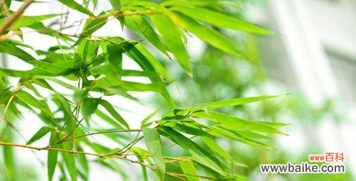 探究竹子在中华文化中的独特意义 竹子的象征意义及文化价值