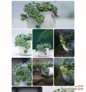 探寻美好的花朵背后的意义 以子持莲华，点亮人生的花语之旅