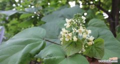 探索梓树的深层意义 梓树的寓意与象征