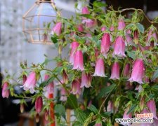 解读紫斑风铃草的含义 紫斑风铃草之花语与魅力