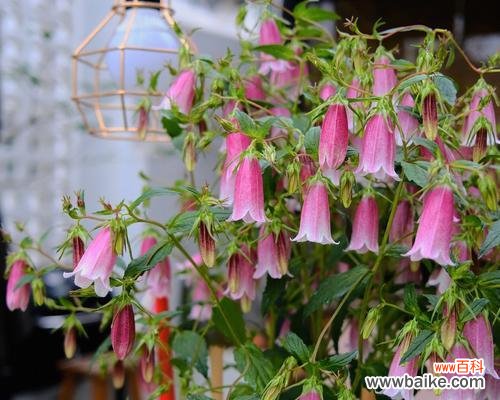 解读紫斑风铃草的含义 紫斑风铃草之花语与魅力