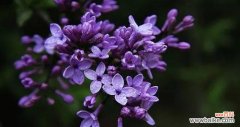 寻觅幸福的花海中 紫丁香的花语与心灵之旅