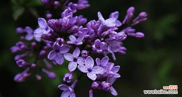 寻觅幸福的花海中 紫丁香的花语与心灵之旅