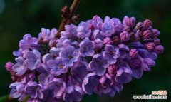 紫丁香花的芬芳与美丽 紫丁香的寓意与象征意义