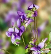 探寻紫花地丁的花语和象征意义 紫花地丁的花语及寓意