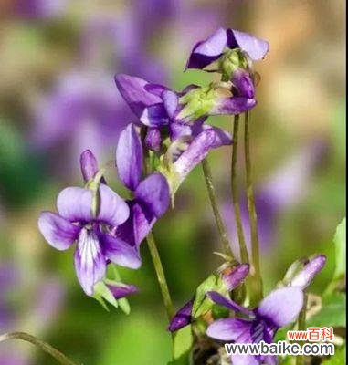 探寻紫花地丁的花语和象征意义 紫花地丁的花语及寓意