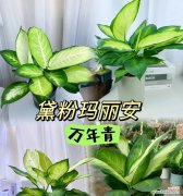 万年青的花语代表什么含义？