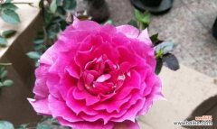 天方夜谭的花语是什么？它象征着什么？