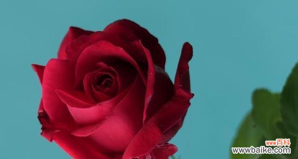 喷火玫瑰的花语代表什么？其含义有何独特之处？