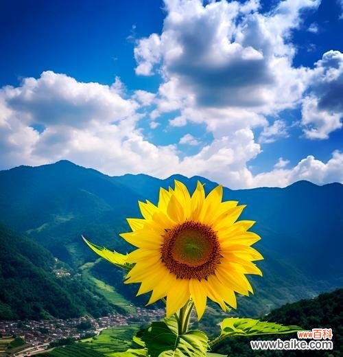 什么是苦藤的花语和寓意？它象征着什么？