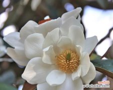 花语纯真不变的爱代表什么？这种表达有何深意？