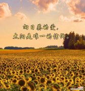 向日葵的花语和品种特点是什么？