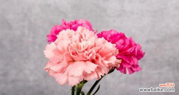 哪些花语既浪漫又带有一丝遗憾？