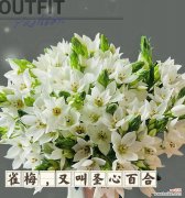 哪些花语既浪漫又带有一丝遗憾？