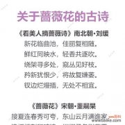 蔷薇花一支的花语有何深意？