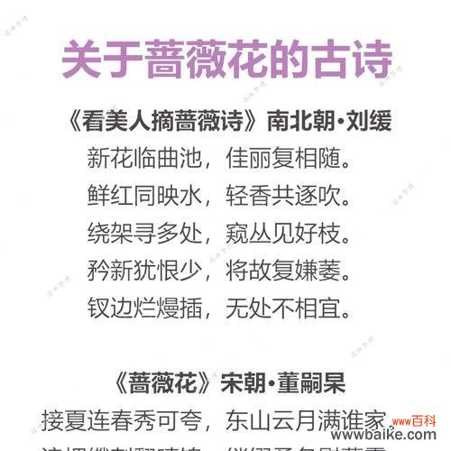 蔷薇花一支的花语有何深意？