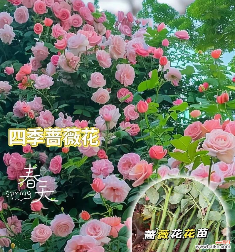 蔷薇花一支的花语有何深意？