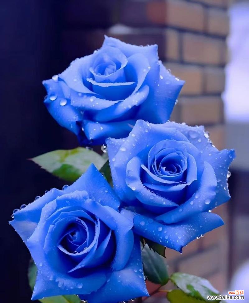 蓝色妖姬的花语是什么？它在爱情中代表了什么？