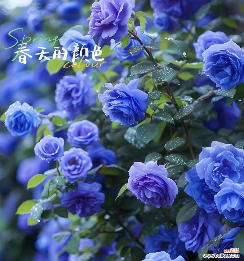 蓝色妖姬的花语是什么？它在爱情中代表了什么？