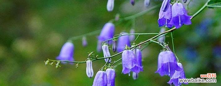 哪种草的花语象征着祝福？