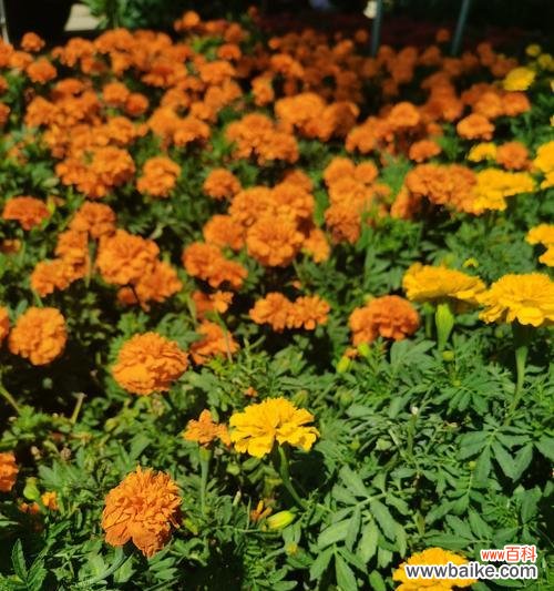 哪种草的花语象征着祝福？