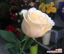 香槟玫瑰传递了怎样的情感？