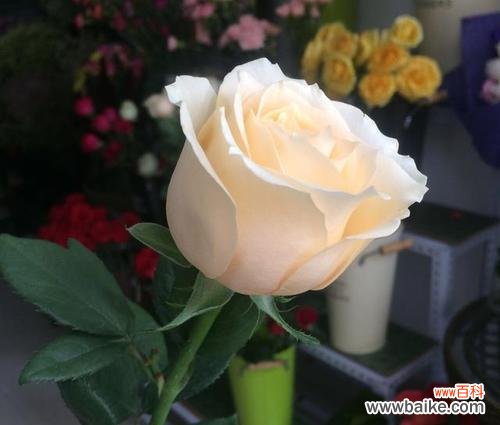 香槟玫瑰传递了怎样的情感？