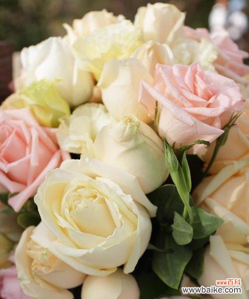 香槟玫瑰传递了怎样的情感？