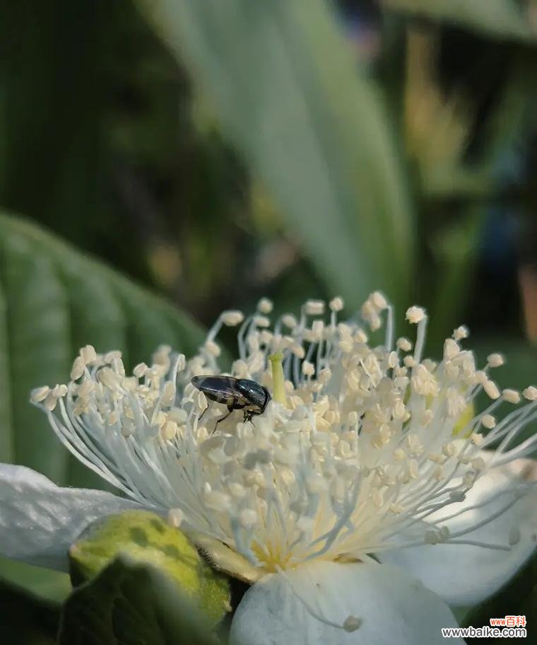 石榴花和无忧花的花语有何区别？