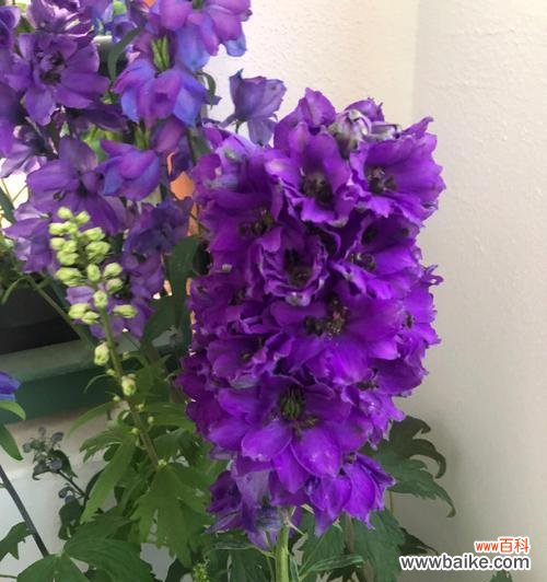 探索紫色花朵的神秘世界 紫色花卉的美丽与花语