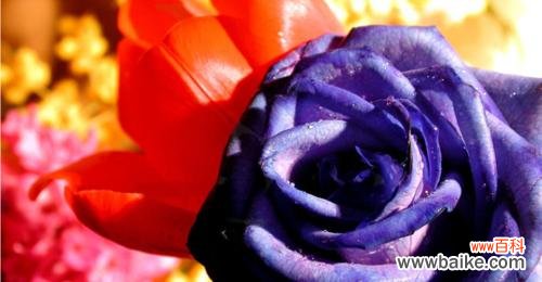 探寻紫玫瑰的文化背景和象征意义 紫玫瑰