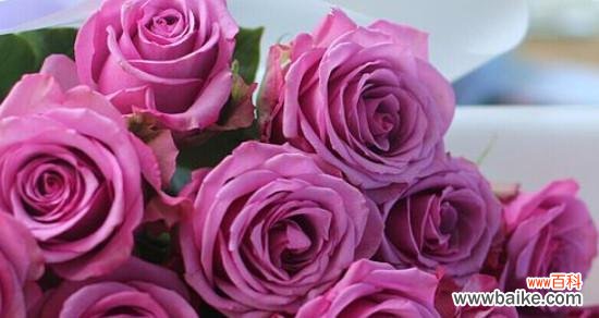揭示紫玫瑰的意义及其悠久历史 紫玫瑰花语的寓意与象征