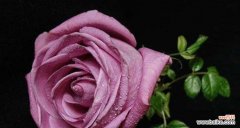 揭开紫玫瑰背后的神秘面纱 紫玫瑰的花语与传说