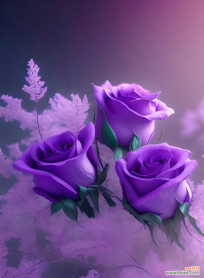 揭开紫玫瑰背后的神秘面纱 紫玫瑰的花语与传说