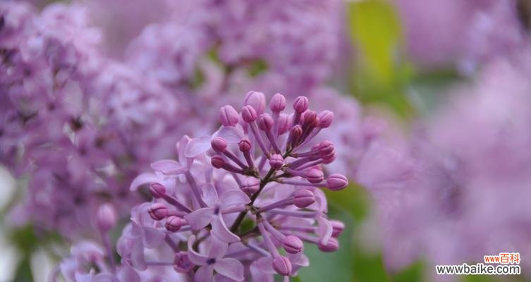 探寻紫色丁香花的花语和寓意 紫色丁香花语——春天的希望